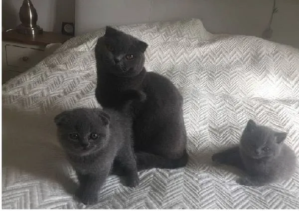 Scottish fold kittens