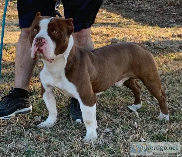 American bully