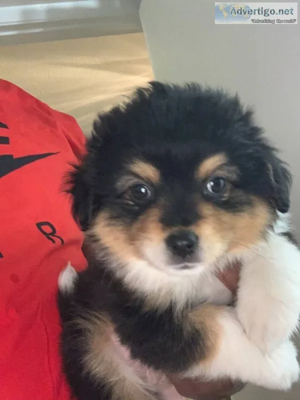 Mini aussie