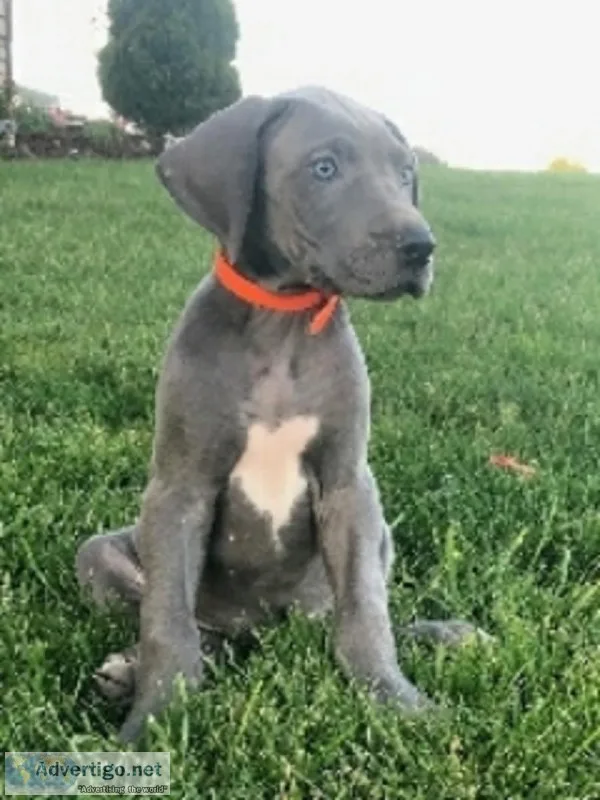 Daisy Female AKC Great Dane