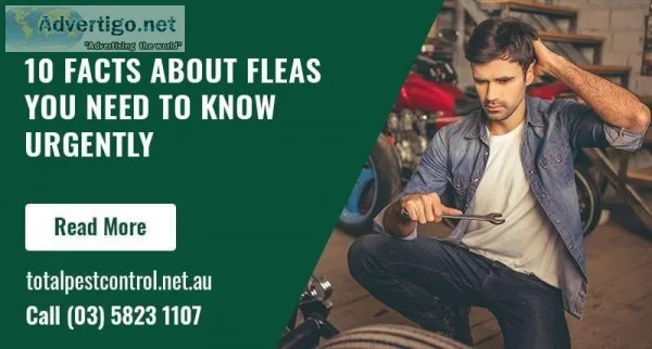 10 Facts About Fleas You Need to Know Urgently