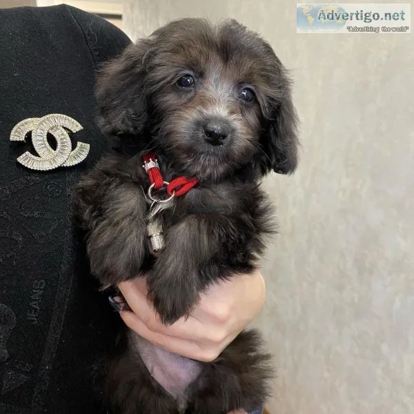 Beautiful Maltipoo puppy available for rehoming