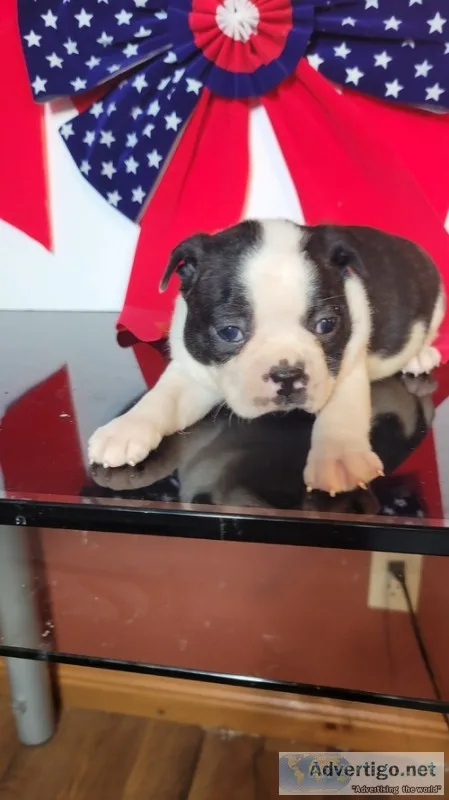 Boston terrier puppy