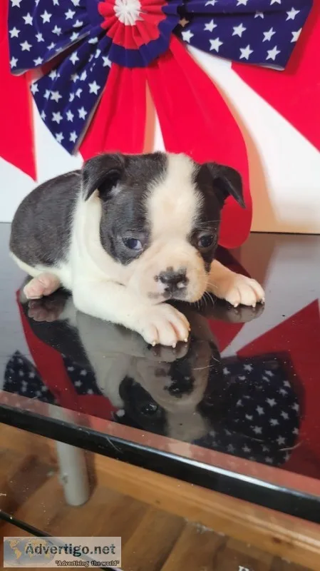 Boston terrier puppy