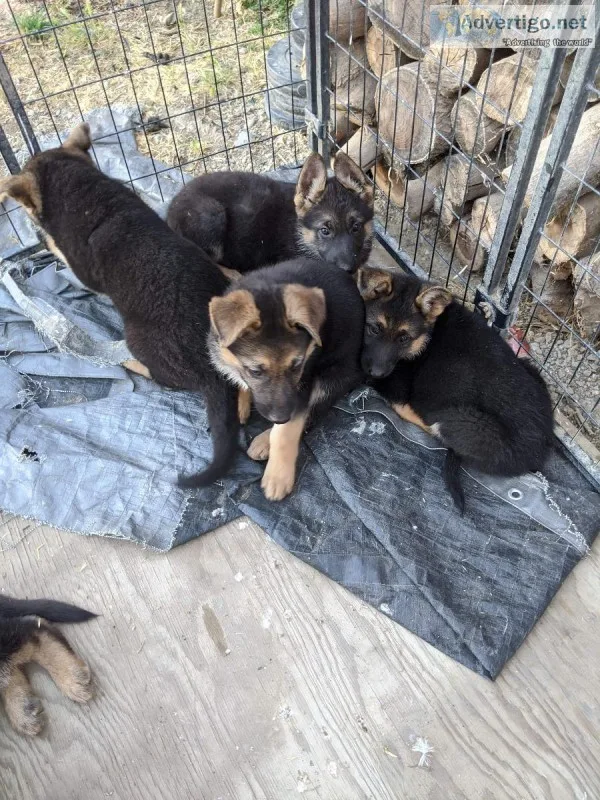 German shepherd puppies ready 67