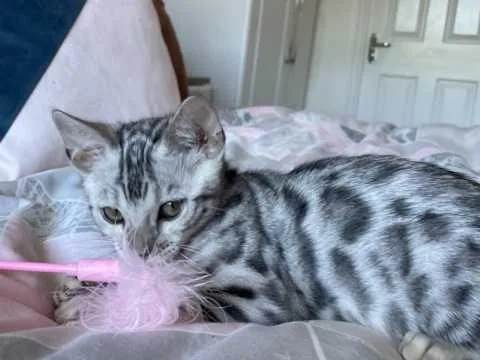 3 months bengal female