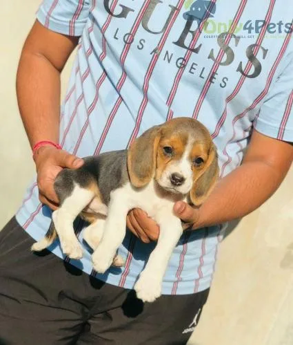 beagles tricolor with papers