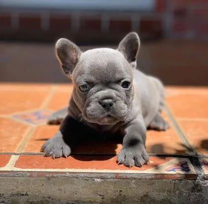 Frenchies for sale near me