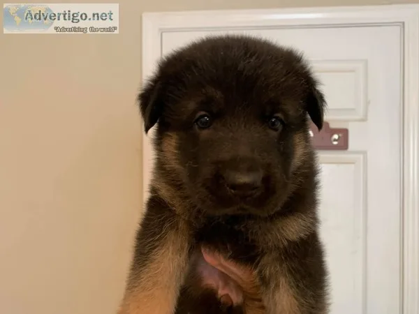 German shepherd puppies