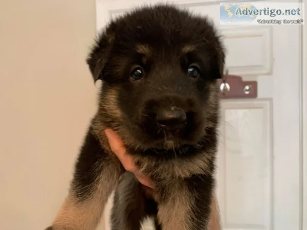German shepherd puppies