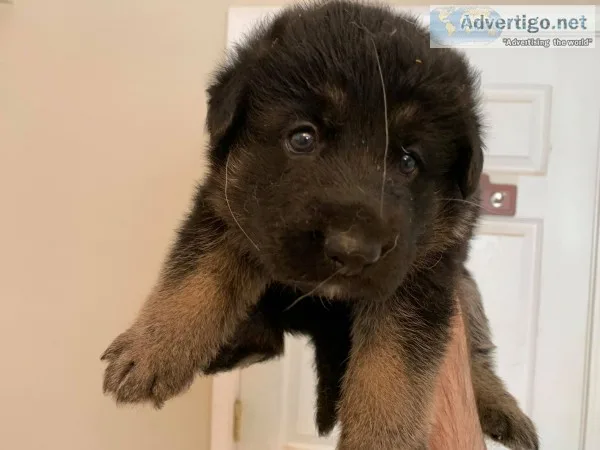 German shepherd puppies