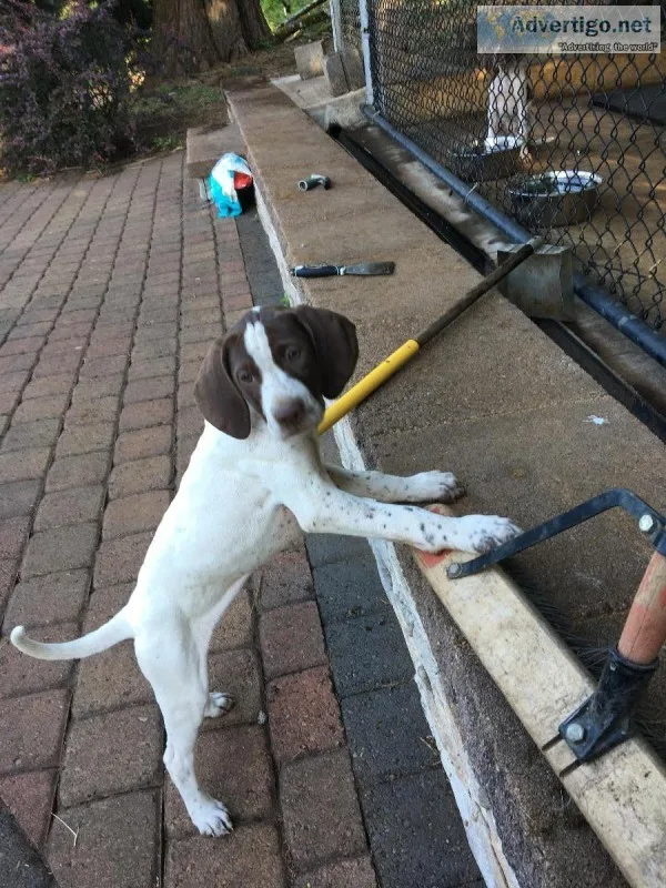 Pointer Puppies Excellent hunting pedigree