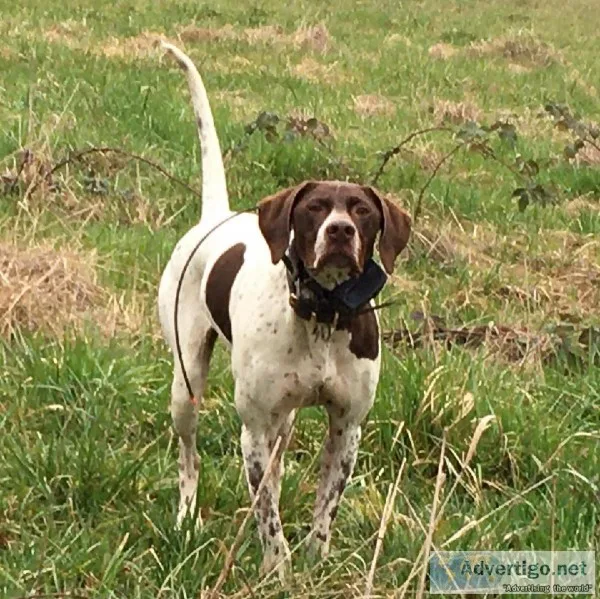Pointers puppies from excellent pedigrees