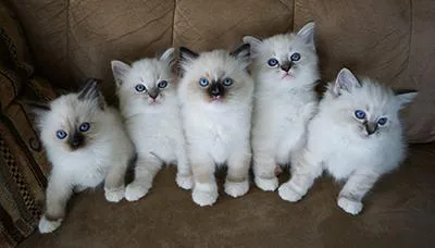 stunning ragdolls