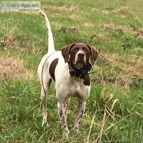 Pointer Puppies Excellent bird do Pedigrees