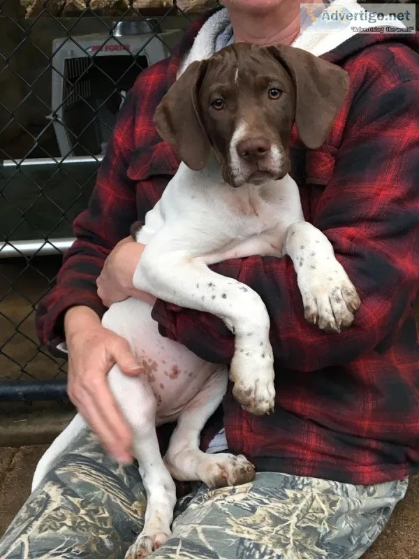 Pointer pups from big time pedigree lines