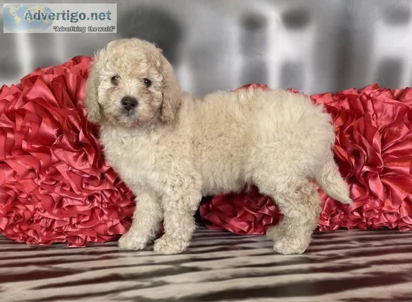 Prince F1b Male Aussiedoodle