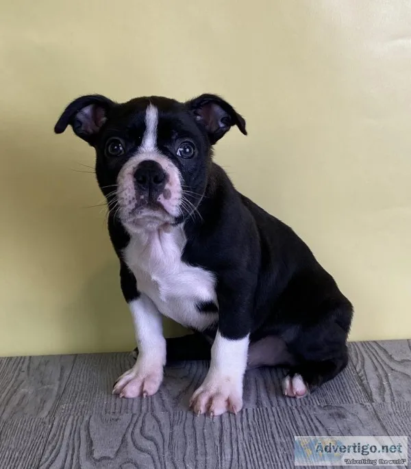 Riley Female Boston Terrier