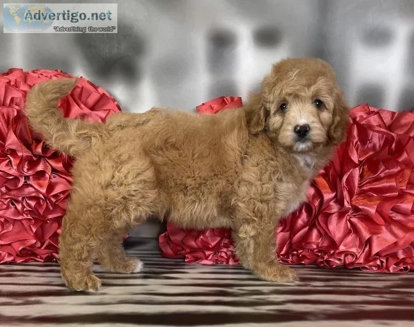 Tanner F1b Male Aussie doodle