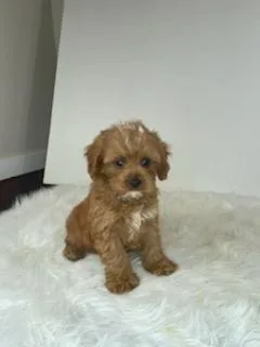 Derek Male Cavapoo