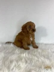 Wade Male Cavapoo