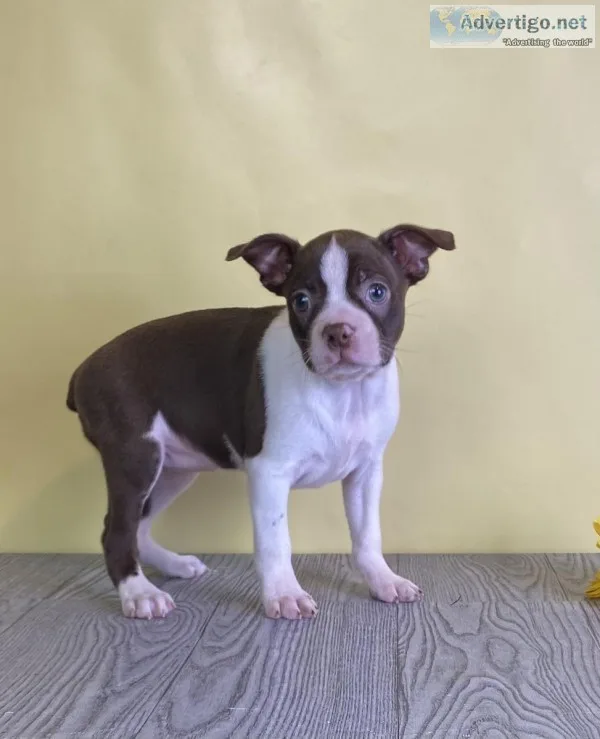 Amber Female Boston Terrier