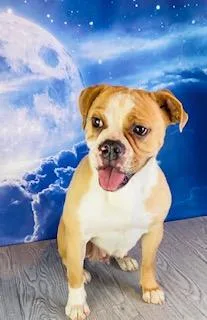 Bailey Female Beabull