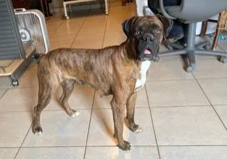 Bella Female Boxer