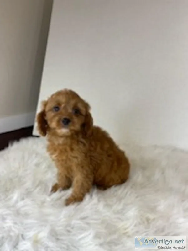 Wesley Male Cavapoo