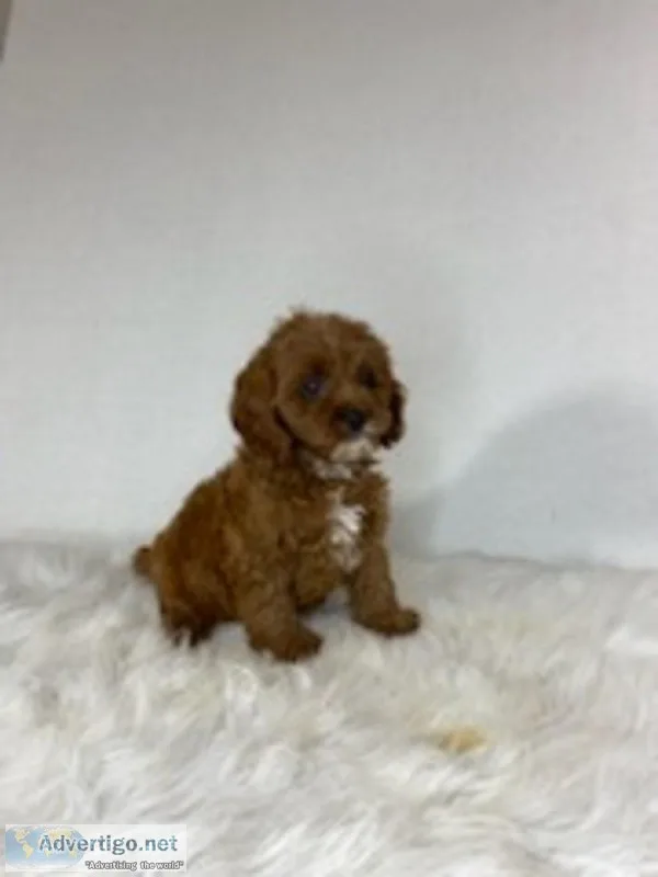 Rhonda Female Cavapoo