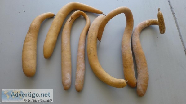 Snake Gourds for crafts