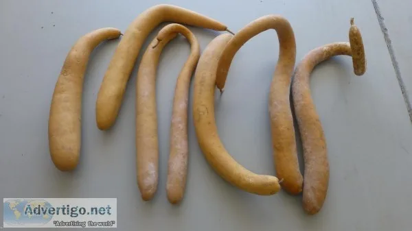 Snake Gourds for crafts