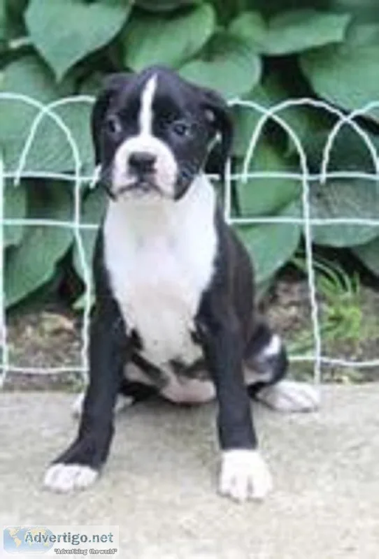 Becky AKC Female Boxer