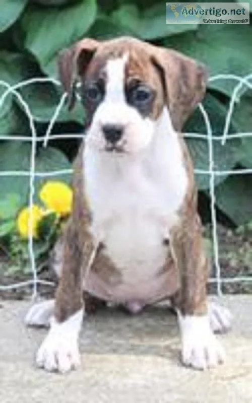 Raven AKC Female Boxer