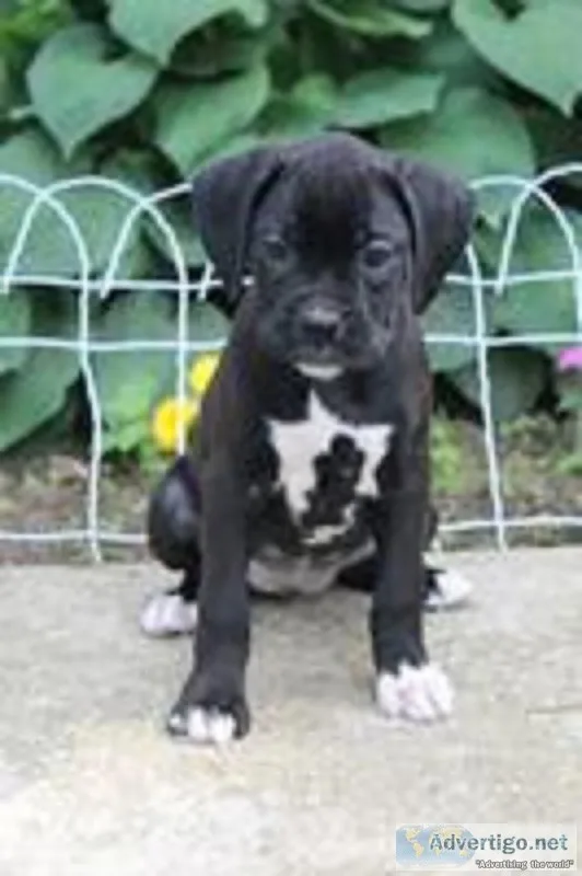 Betty AKC Female Boxer