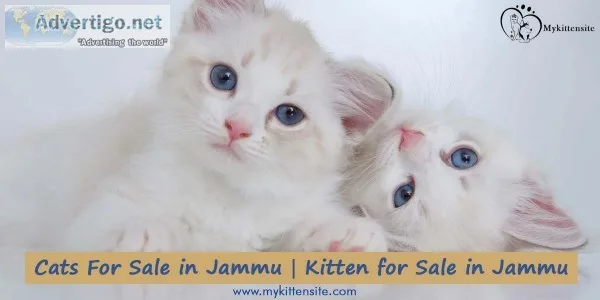 Cats for sale in jammu | kittens for sale in jammu
