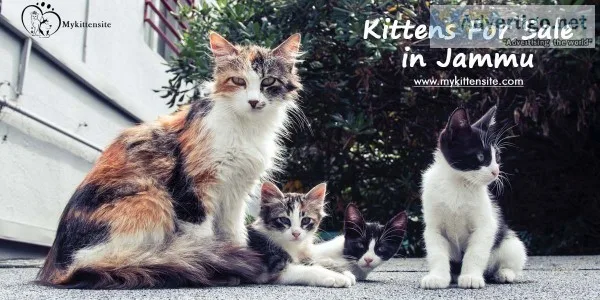 Cats for sale in jammu | kittens for sale in jammu