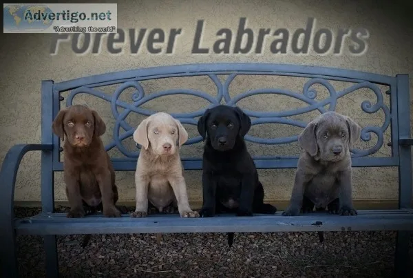 Coming soon all colors labradors