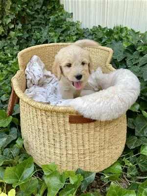 Goldendoodle puppies