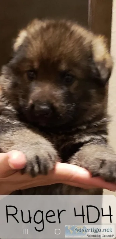 AKC German Shepherd Puppies