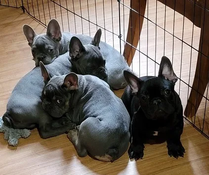 French bulldog puppy - lilac