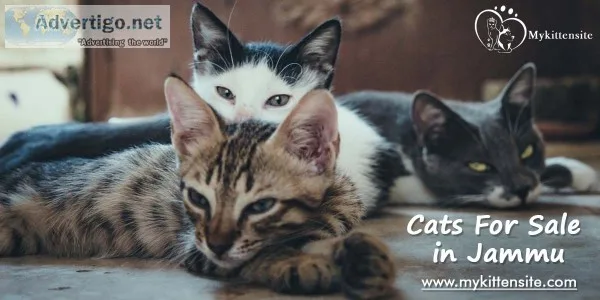 Cats for sale in jammu | kittens for sale in jammu
