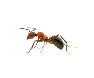 Ants removal Nassau County - Knockout Pest Control