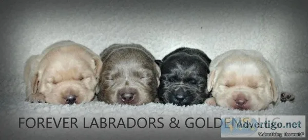 ALL Colors Labrador retriever babies