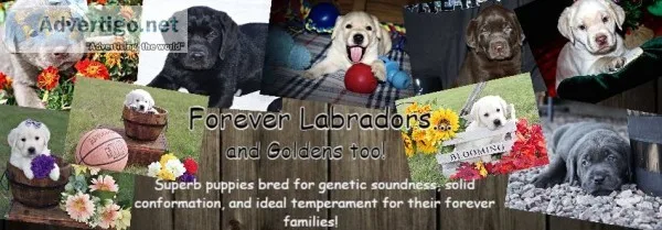 Coming soon all colors labradors