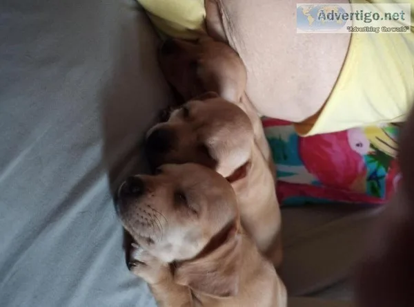 Free puppy s