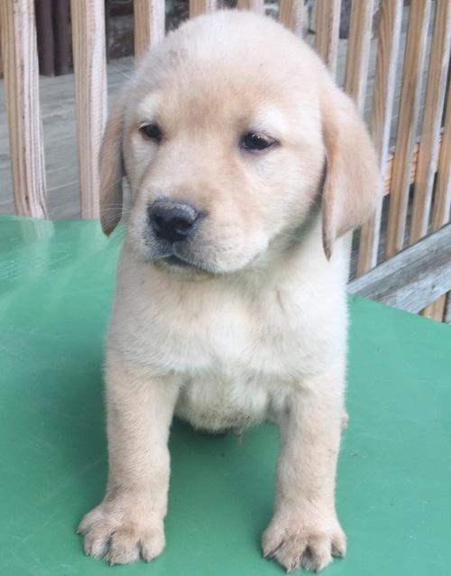 Gorgeous Working Labrador puppies