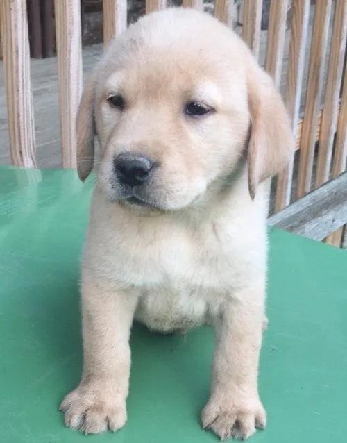 Gorgeous Working Labrador puppies