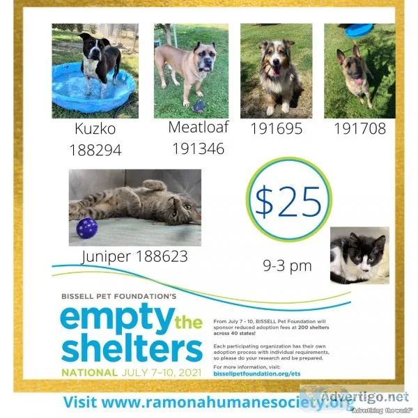 PET ADOPTION