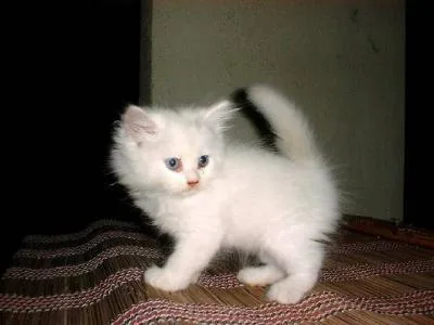 precious white persians